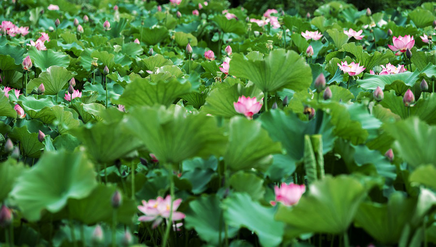 常德石门荷花依依夏意满塘