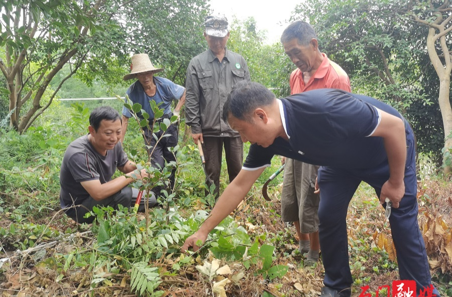 常德石门：为抗旱保苗，他奔波在路上......