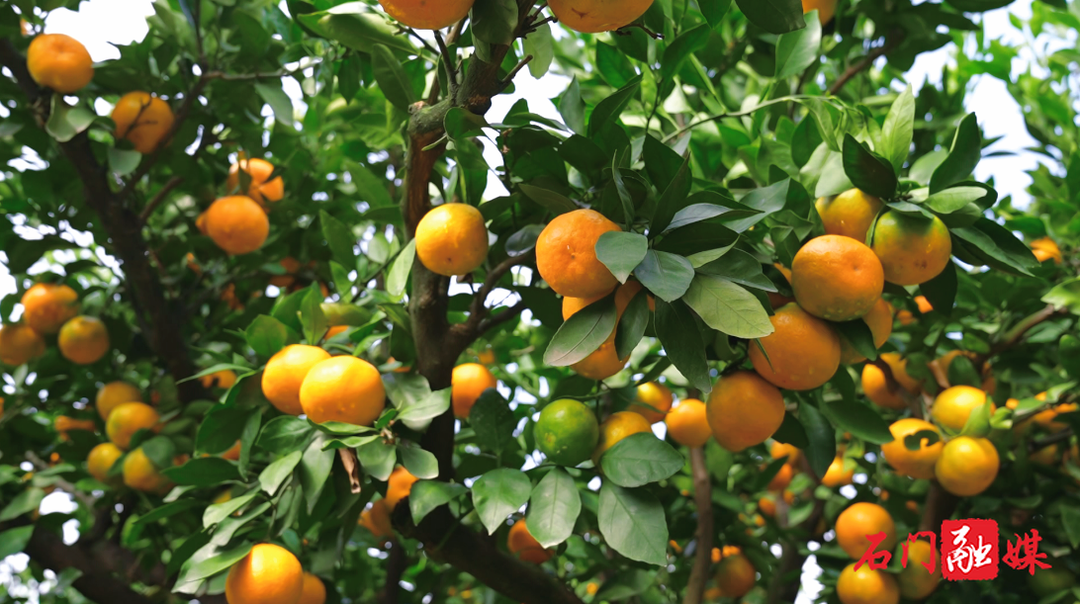 常德石门:柑橘丰收果农笑