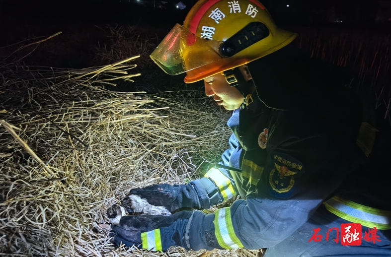 小奶狗被困火场，石门消防员暖心营救！