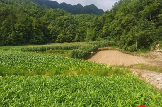 太平鎮(zhèn)蘆竹坪村：開展無人機病蟲害防治 助力煙農(nóng)增收