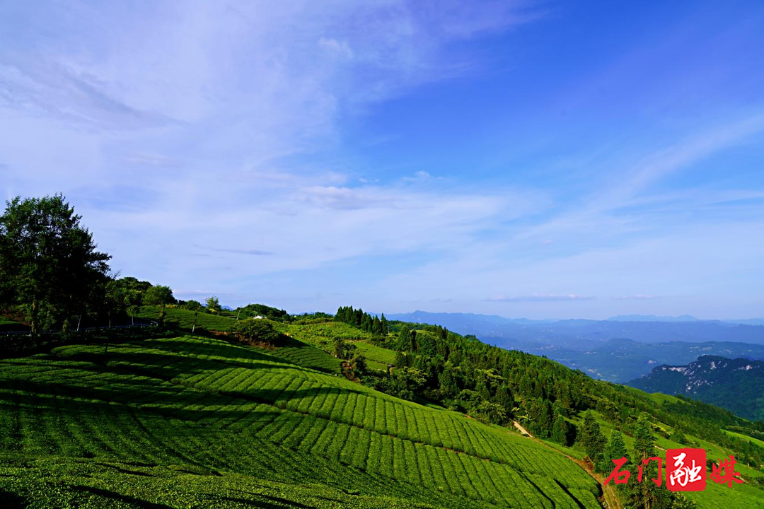 石門：機構編制賦能“小茶葉”蝶變“大茶業(yè)”