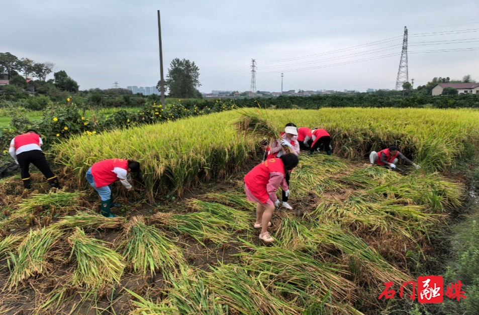 宝峰街道双新社区：稻田里的一抹红