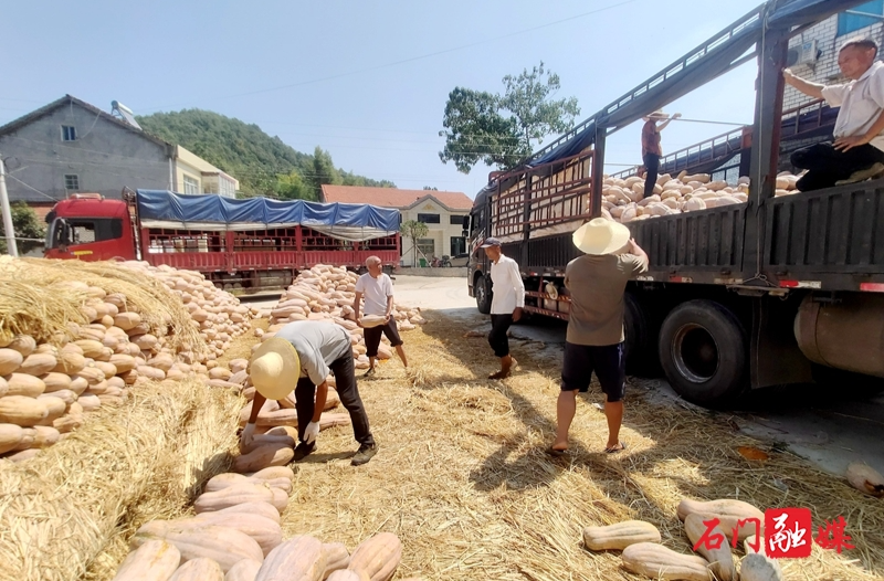 石门：“老北瓜”变“金瓜” 助力山区农民致富