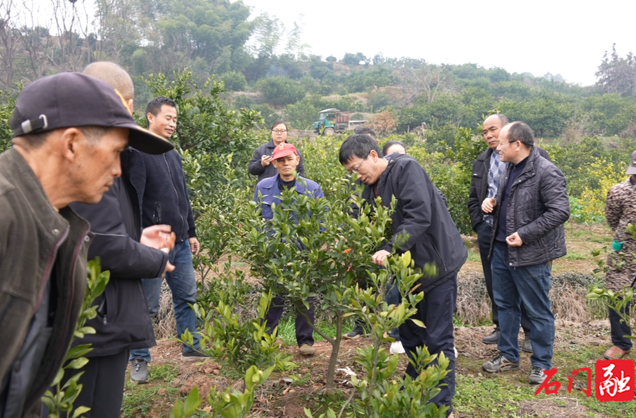 石门：田间课堂开讲 科技助力柑橘春季培管