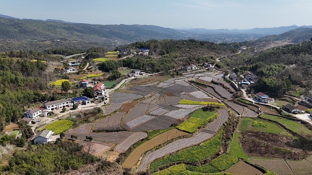 常德市石门县：“黄金叶”铺就振兴路 烟苗移栽正当时