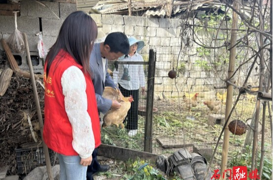 石门县宝峰街道双新社区：抓好春季动物防疫，筑牢畜牧防疫“防护网”