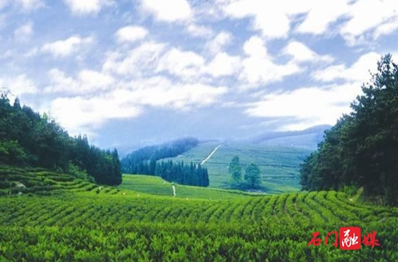 石门：茶香飘四野 雾漫白云山
