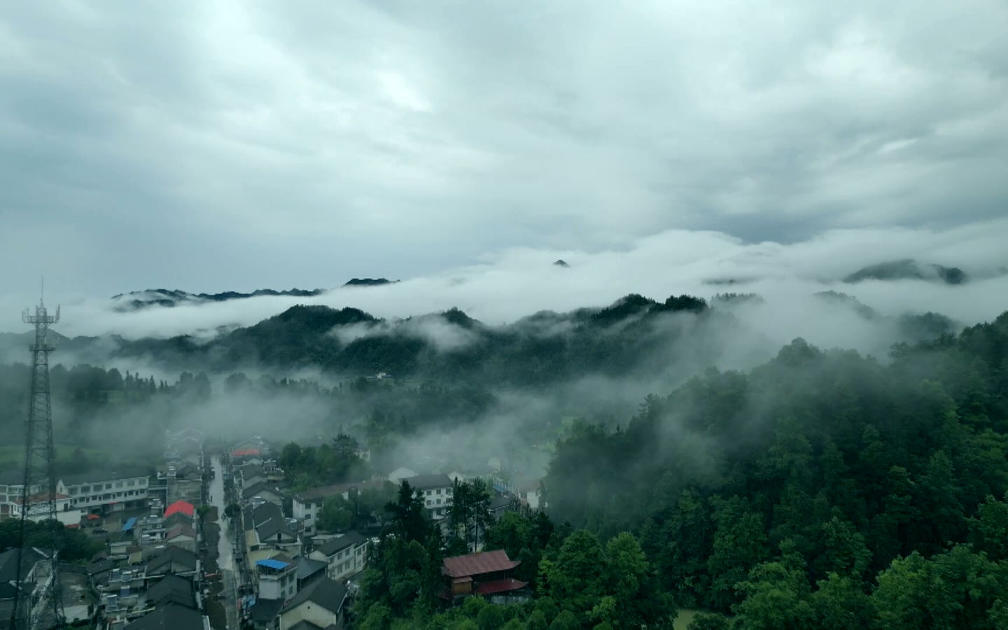 石门有机茶“闯欧”秘籍