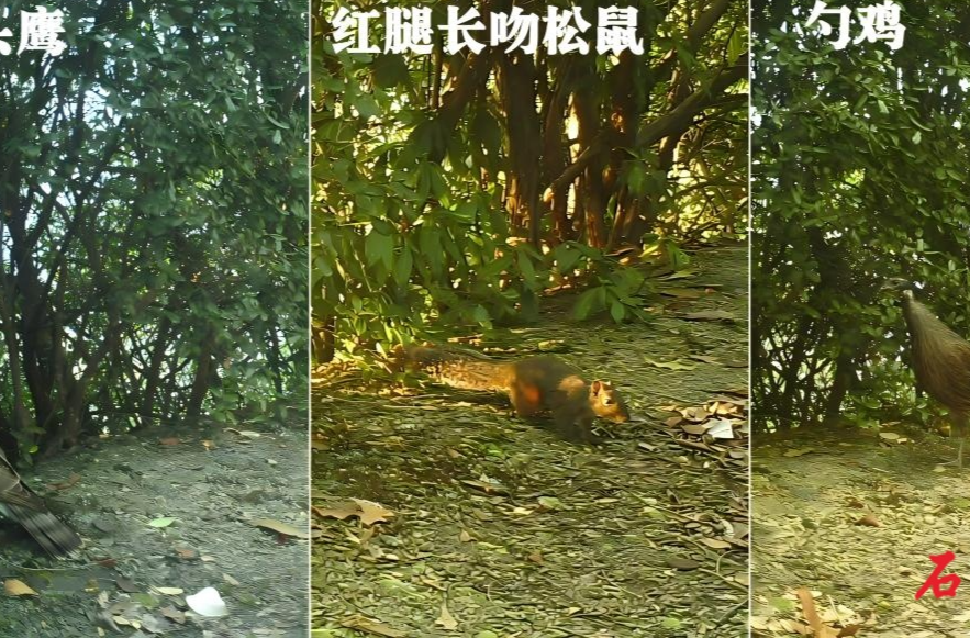 石門壺瓶山：紅外相機(jī)“絕佳機(jī)位” 鏡頭下的動物樂園