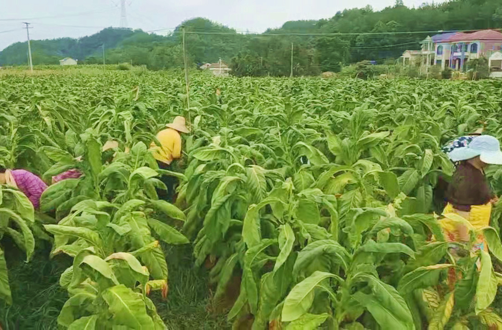 石門子良，600畝“黃金葉”開“烤”！