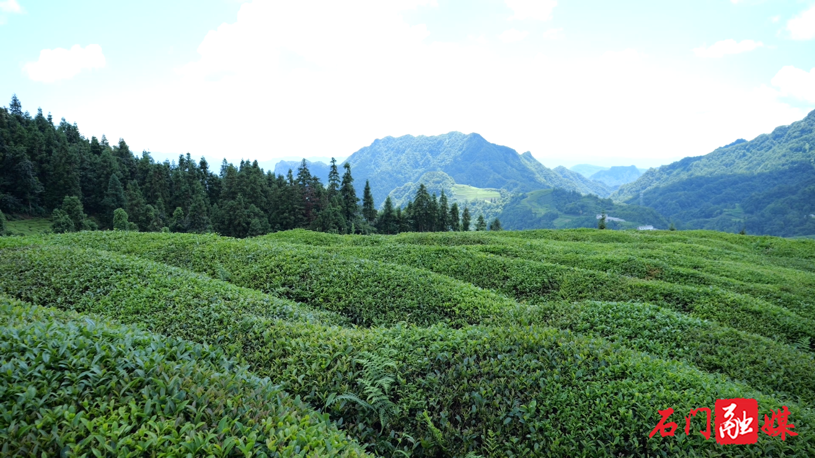 石門：一片金葉子“鏈”動(dòng)千萬產(chǎn)值！夏茶飄香“貸”來好“錢”景