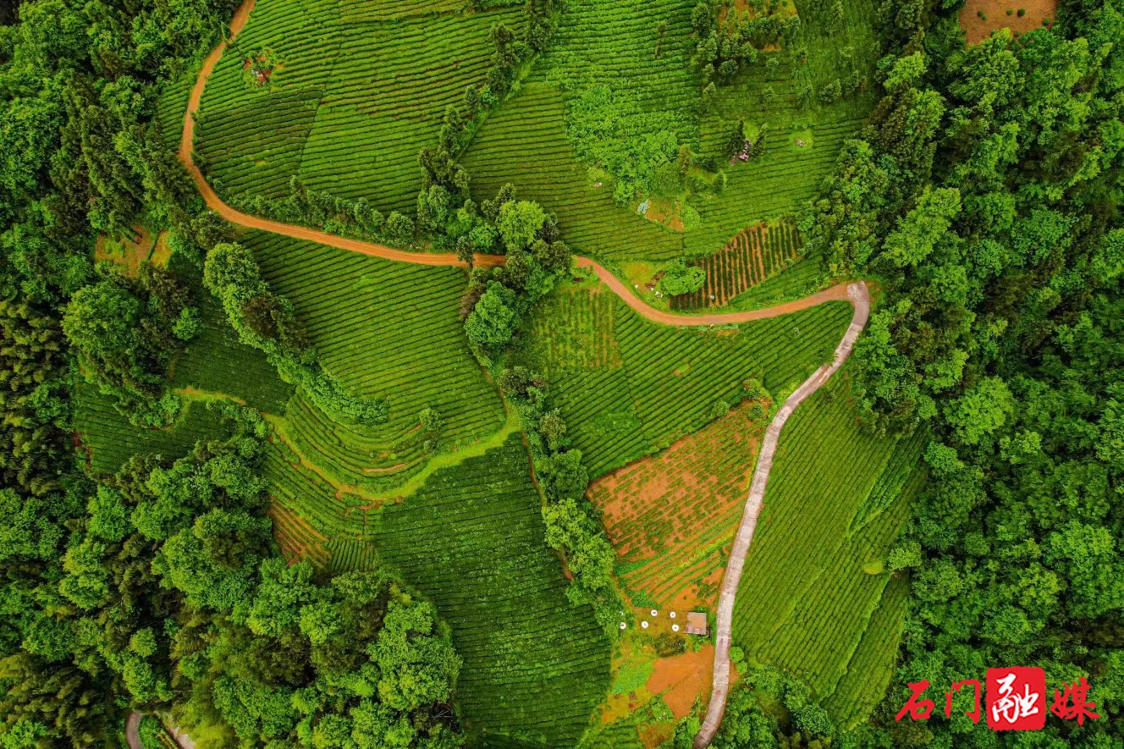 石門縣：茶葉產(chǎn)銷兩旺?助農(nóng)增收促振興
