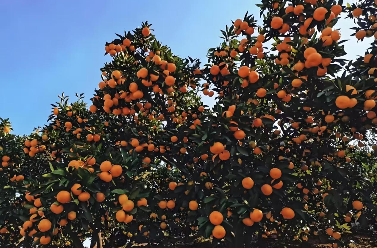 橘子红了山丹丹