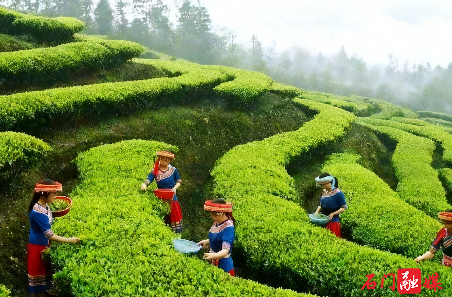 石门：茶香路畅黄虎港