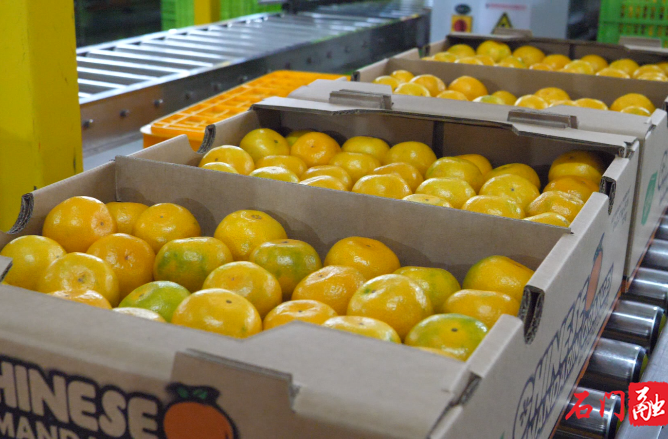 石门蜜橘，凭啥甜出国门？