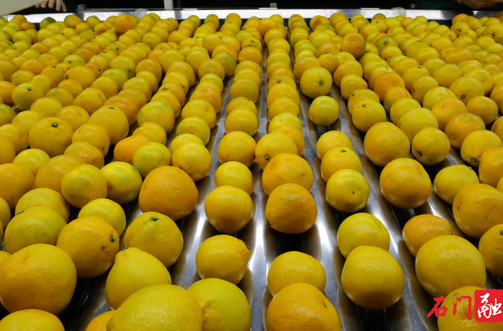 石门柑橘畅销海内外 产业发展带动就业增收