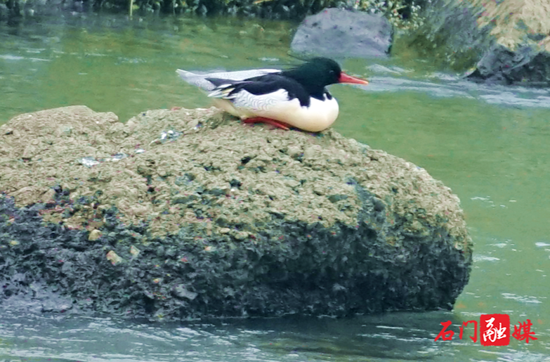 “鸟中大熊猫”连续18年赴约石门仙阳湖