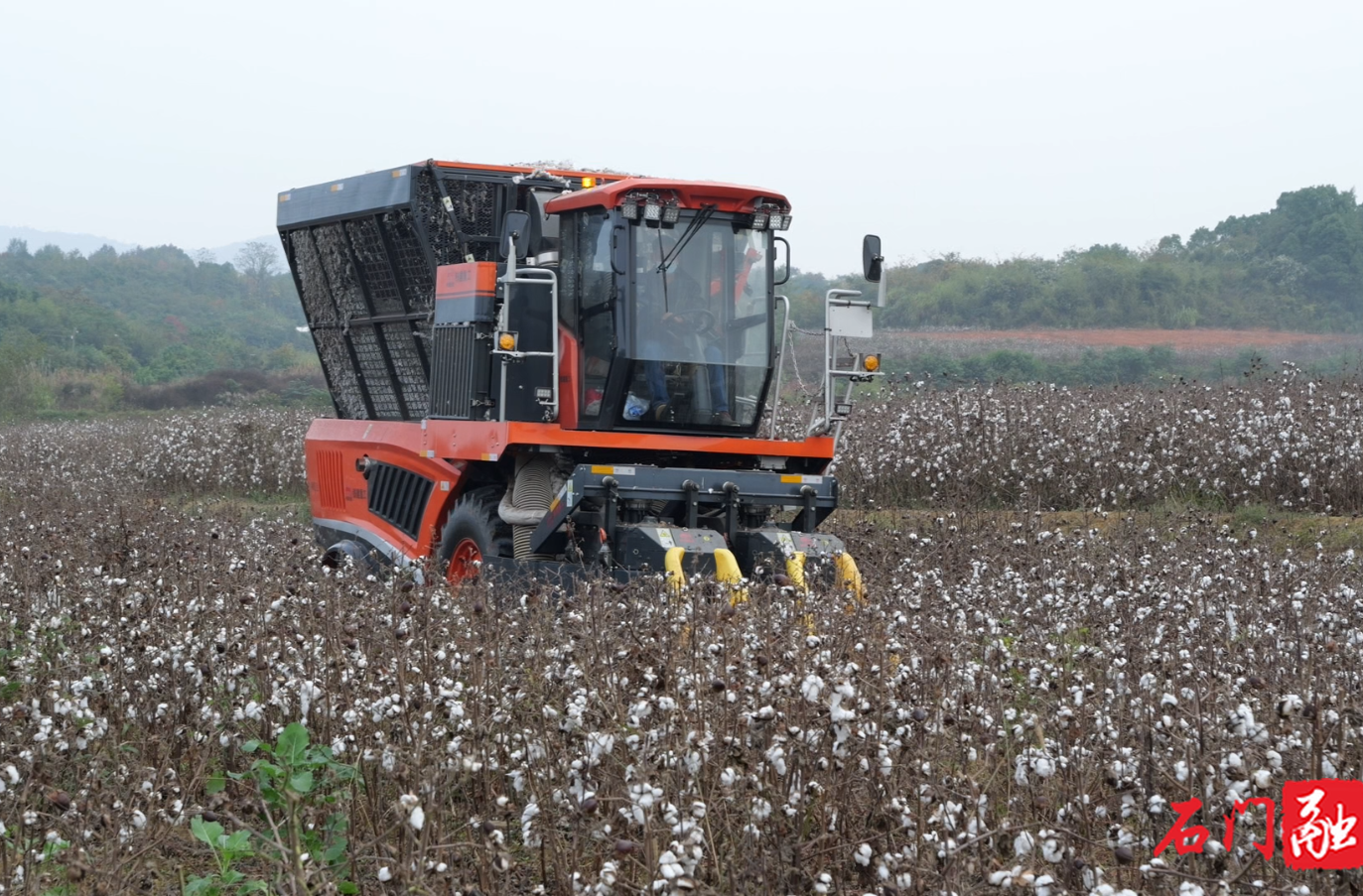 石门县召开棉花机收现场观摩暨技术交流会