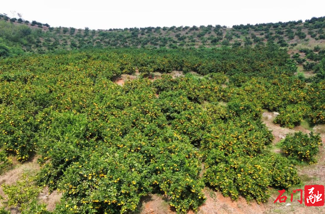 楚江街道龙凤社区：柑橘丰收满枝头“甜蜜”产业促振兴