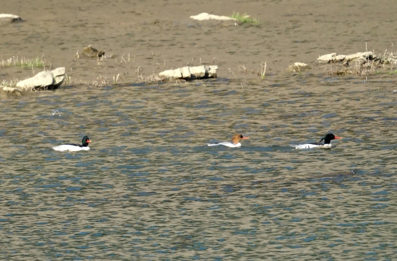 石门：中华秋沙鸭再度归来 十八年优良生态获“国宝”认证