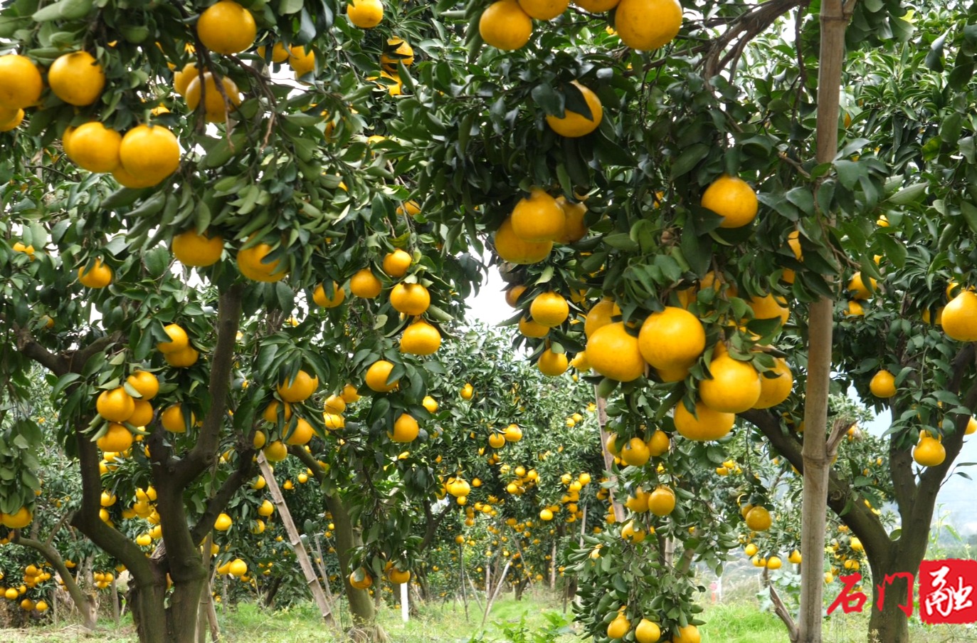 石门：柑橘出山，“新品”续力！“甜蜜经济”跑出加速度