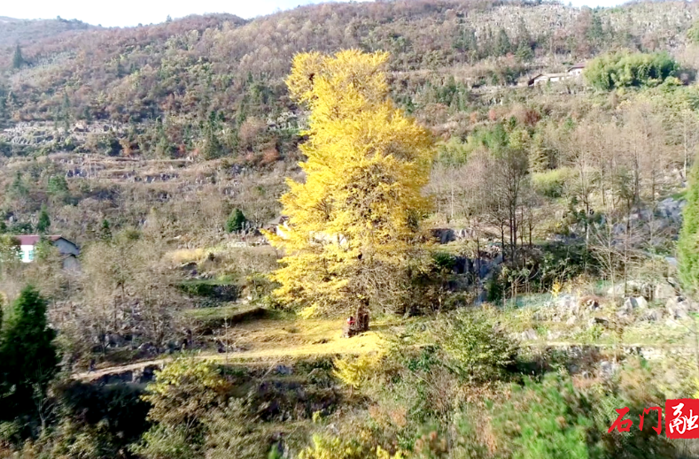 石门：太平千年银杏披“金甲” 迎来最佳观赏季