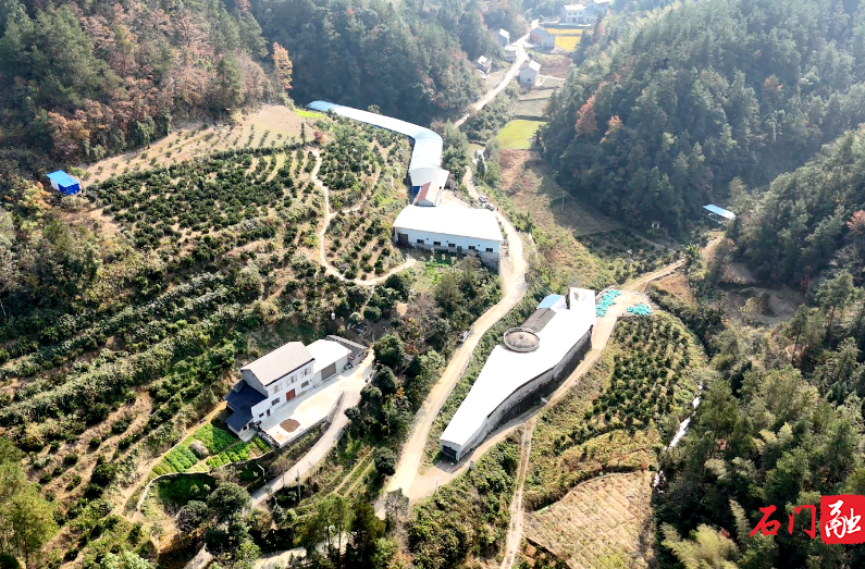 石门磨市：橙黄菜绿畜禽旺 产业振兴谱华章