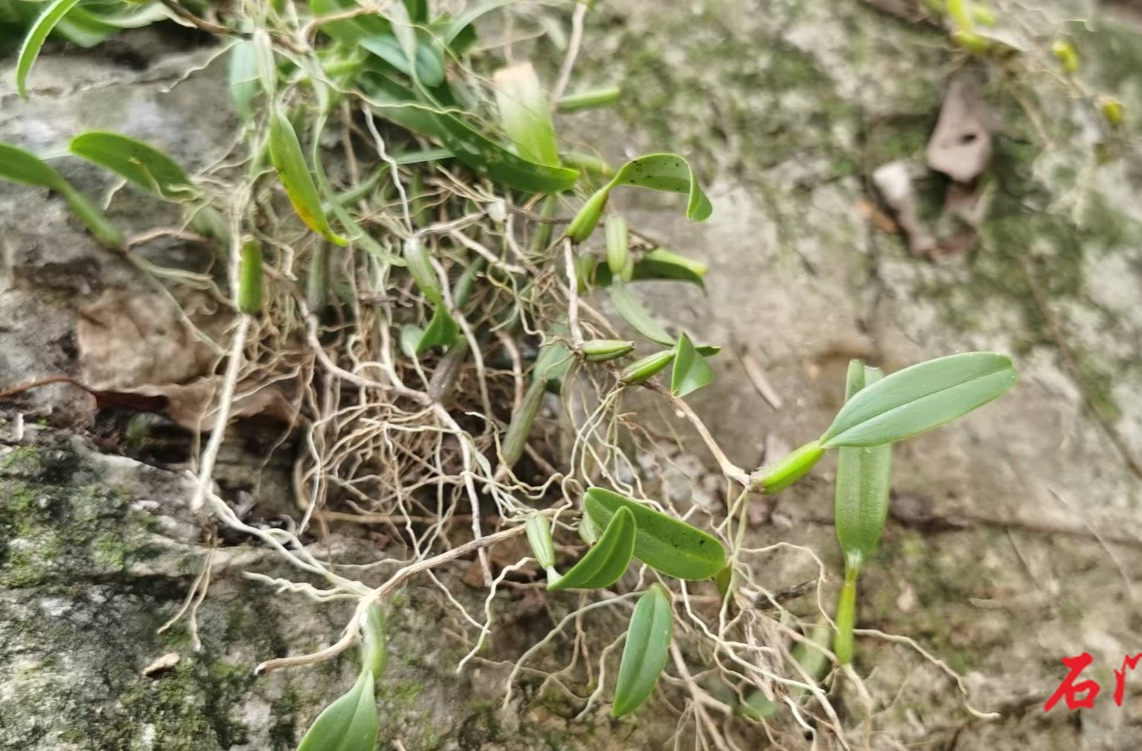 首次现身壶瓶山！广东石豆兰刷新分布极限