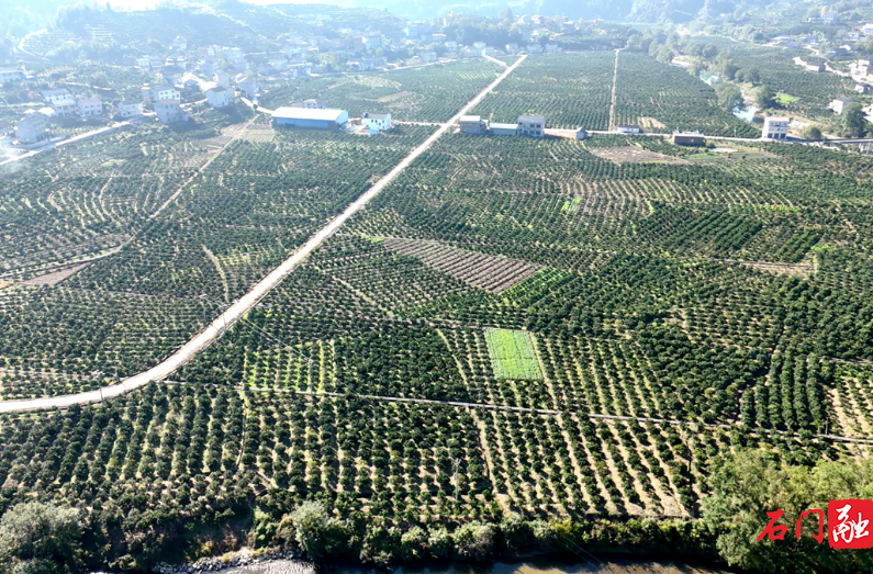 石门维新：“橙”功密码解锁甜蜜振兴路