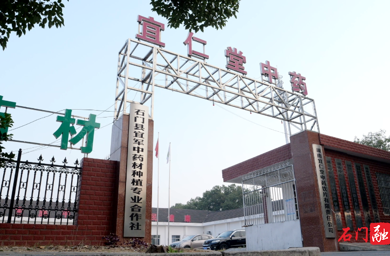 石门：中药材飘香 产业发展“有方”