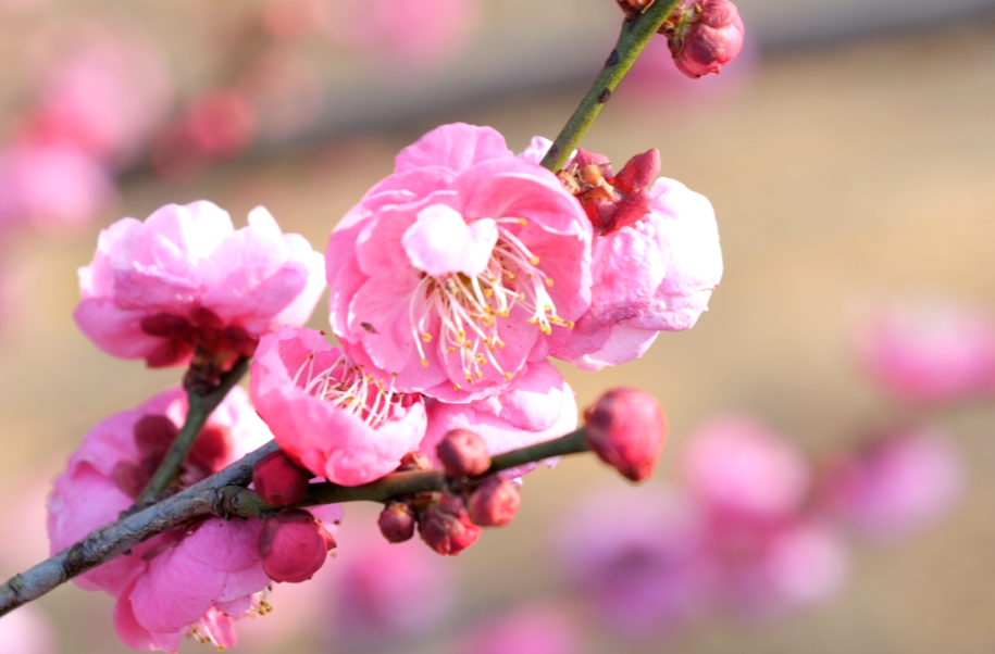 暖冬催梅开 夹山寺迎客来