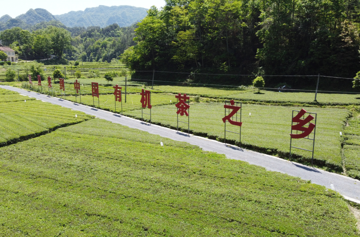 【非凡“十四五”】 罗坪乡：茶乡兴产业 实干促振兴