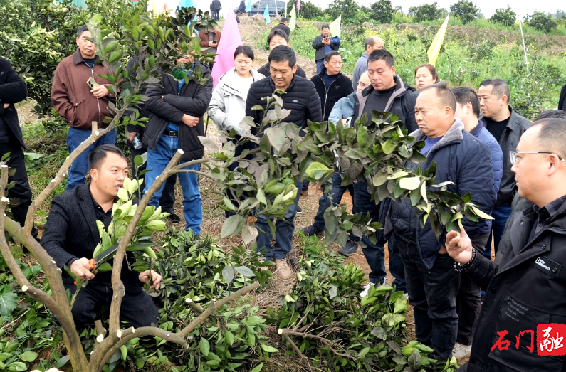 期待！石门启动柑橘品改，未来果子更值钱！