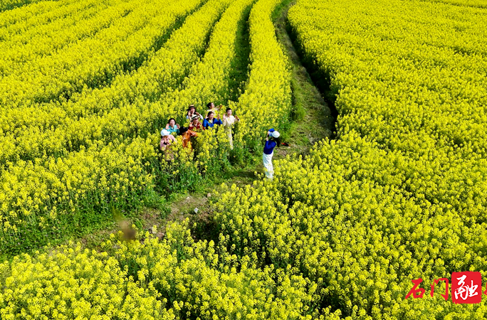 石门：花开夹山春意浓 趣味花海乐翻天