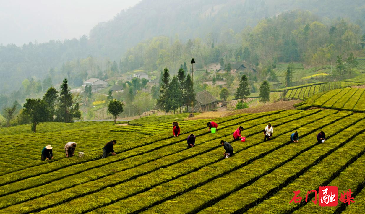 石门农商银行：金融活水润茶企，不误农时不负春