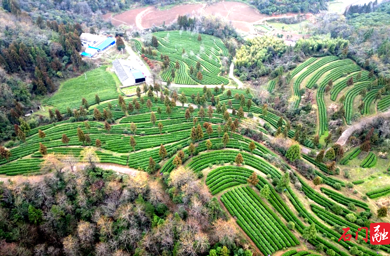 石门县白云山国有林场：春雨润茶山 春茶采摘忙