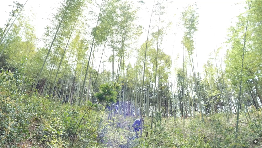 常德石门：春日野菜飘香，乡村寻味正当时