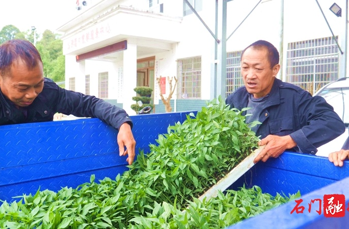 石门：发展订单农业 助力农户增收
