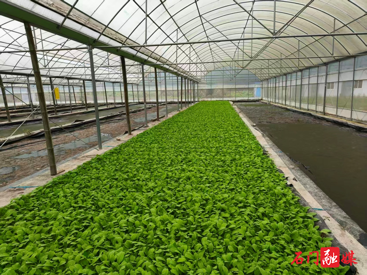 石门农商银行：发放30万元“烟叶种植特色贷”助力烟农增收