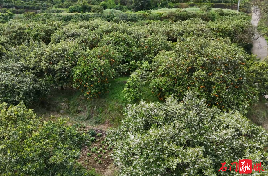 橙花映金果！石门皂市夏橙错峰上市...