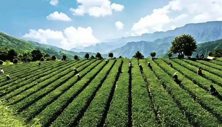 请喝一碗石门茶