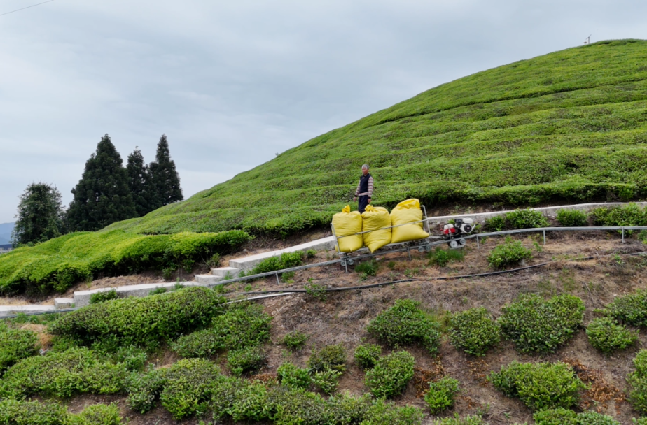 石门：“小火车”开进茶山 科技赋能产业发展