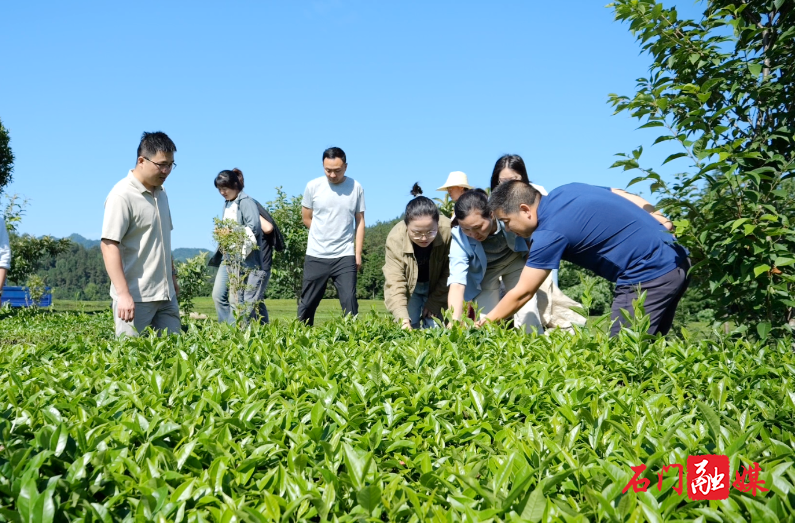 省、市专家精准支招！助力石门县茶园病虫害防控与灾后重建