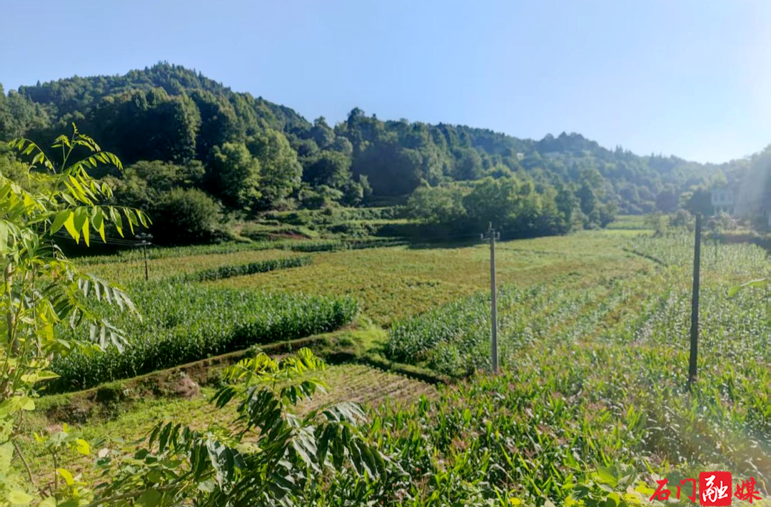 石门磨市：180余亩尾参丰收在望 山地孕育“致富良方”