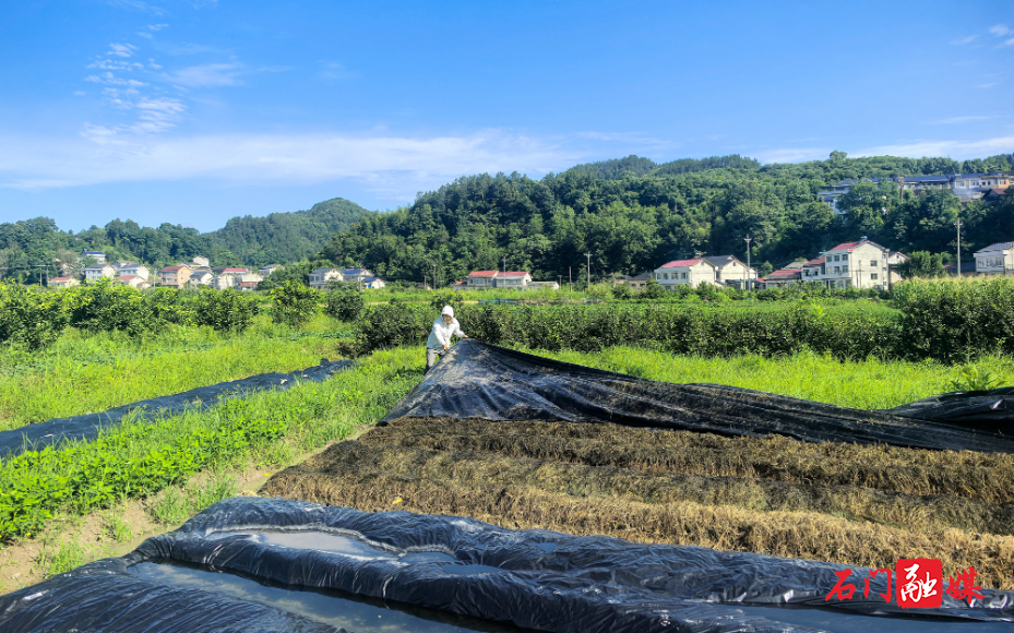 石门磨市：一条回收链如何“吃”掉14吨废膜？