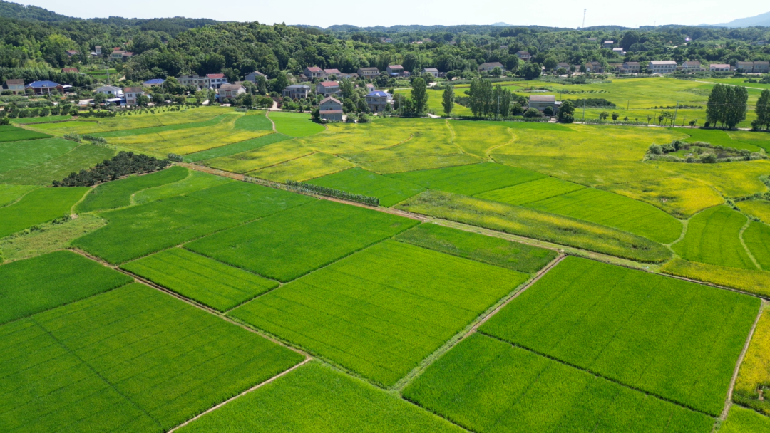 石门：沃土兴产 绘就乡村振兴图