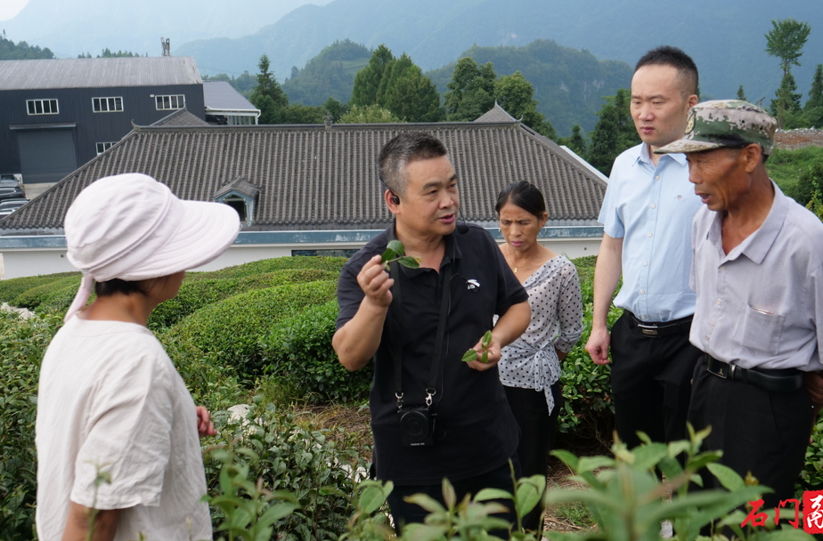 专家下沉一线 科技助力石门茶叶灾后复产