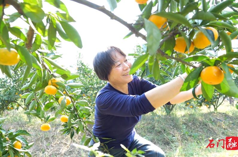 石门：蜜橘飘香引客来 采摘秋游正当时