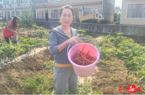 石门：灾后复产种红椒 壮大集体惠民生